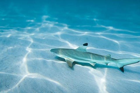 Actividades Koh Tao
