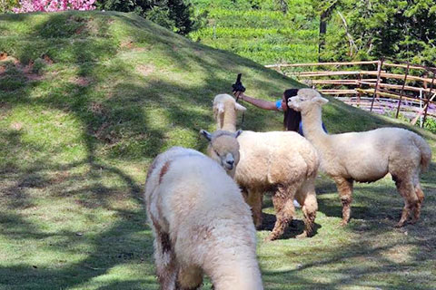 Chiang Mai: lugares poco conocidos