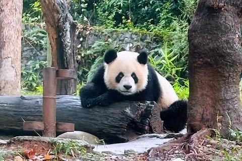 Dónde hospedarse Chengdu pandas
