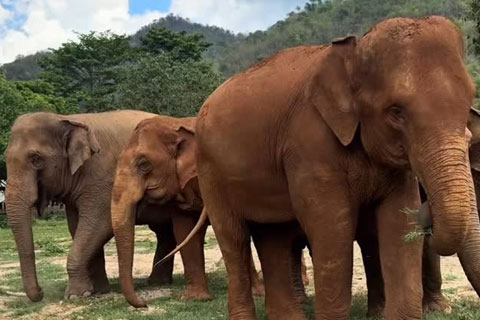 Qué hacer Chiang Mai