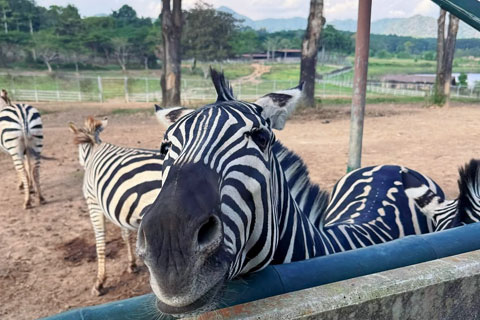 Qué hacer en Chiang Rai con niños