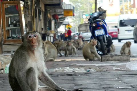 Qué hacer en Lopburi